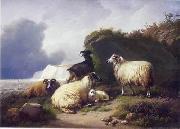 Sheep 157